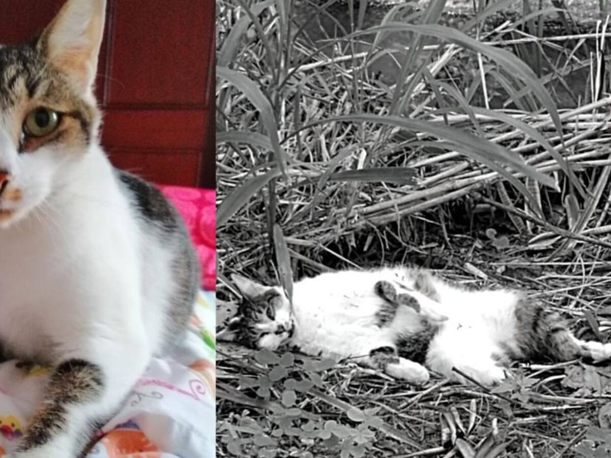 Joven admite haber ahorcado una gata en el sector de Camino Real