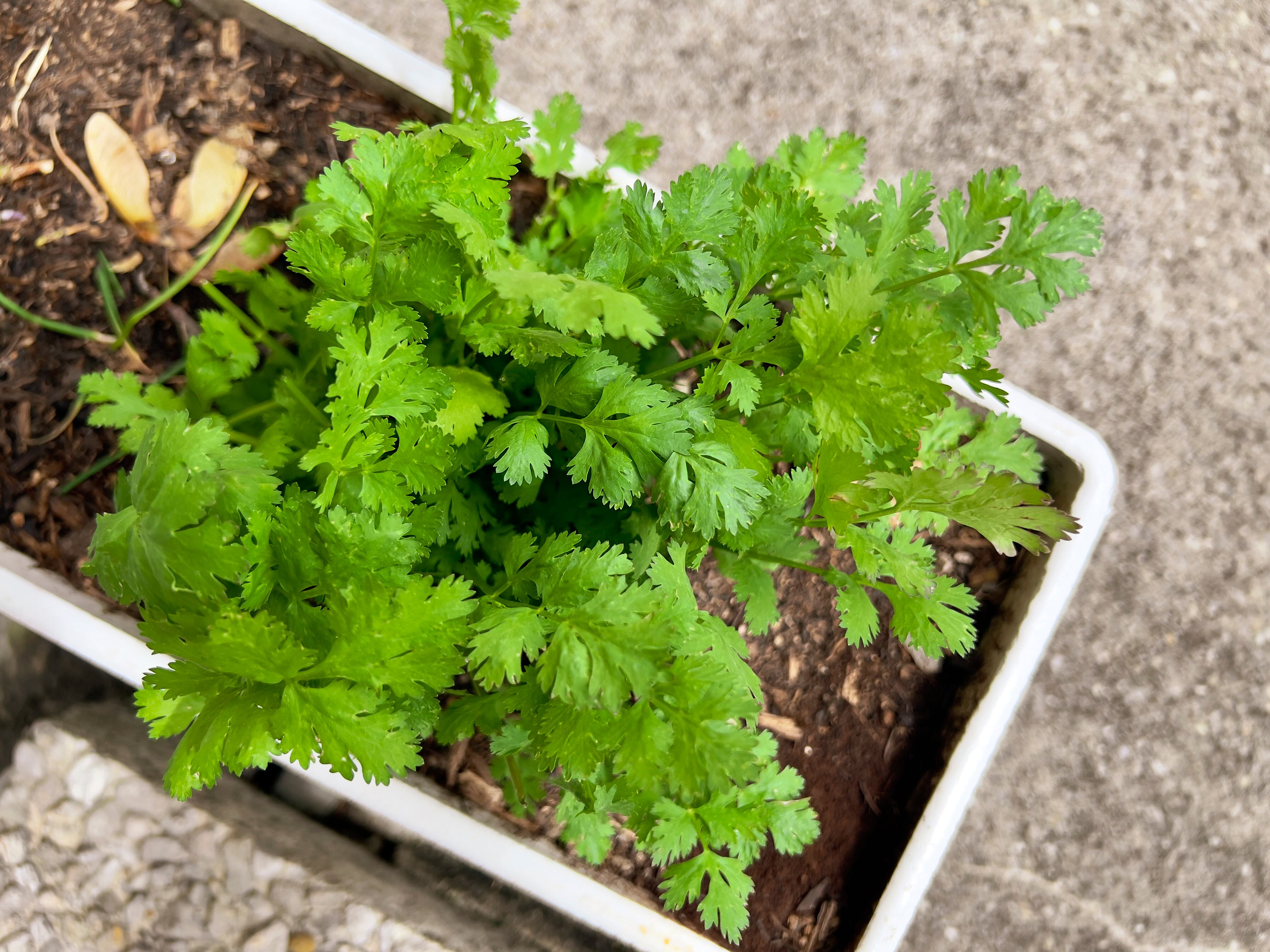 Planta de cilantro (Foto vía Getty Images)