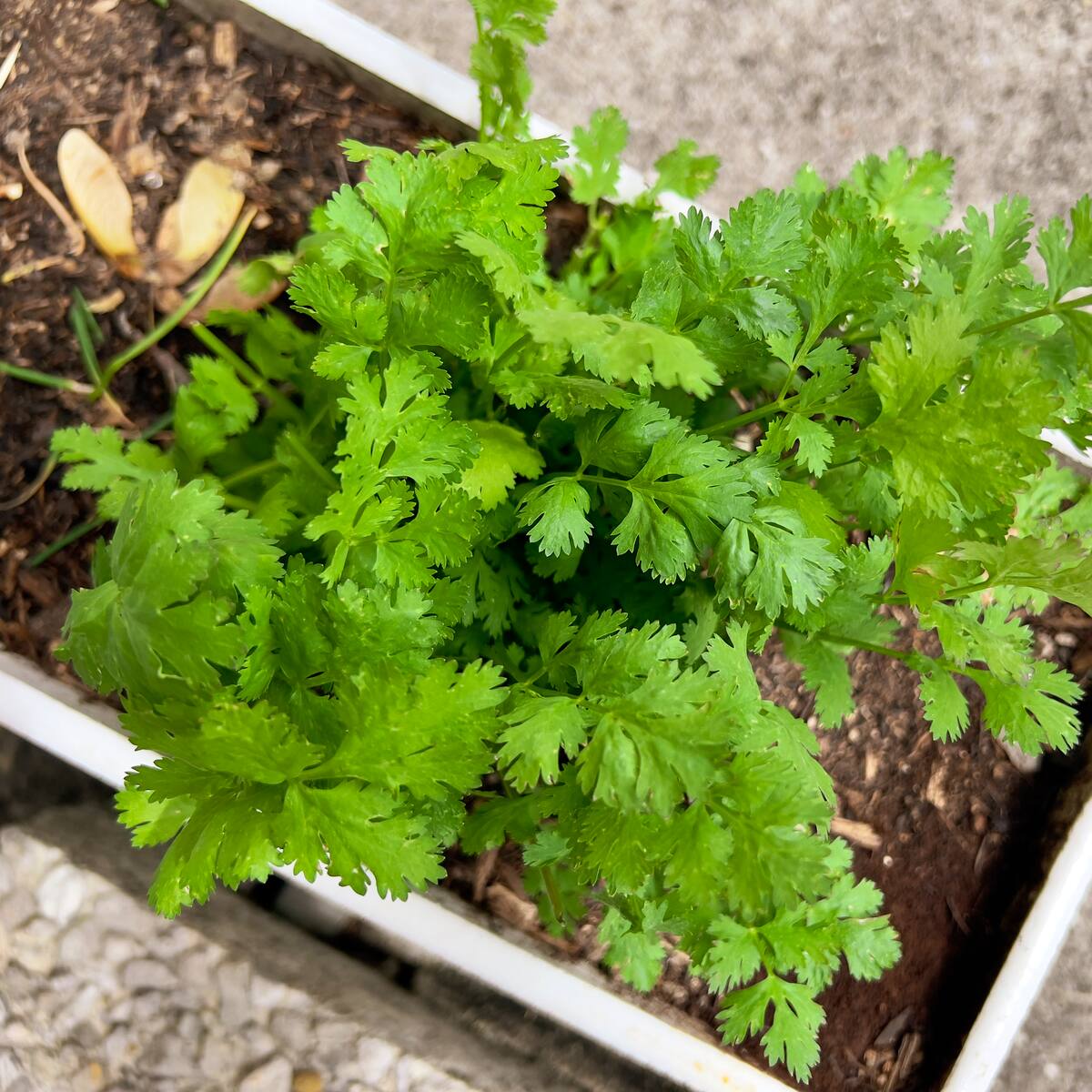 Este es el truco para cultivar cilantro en casa: no necesita mucho espacio