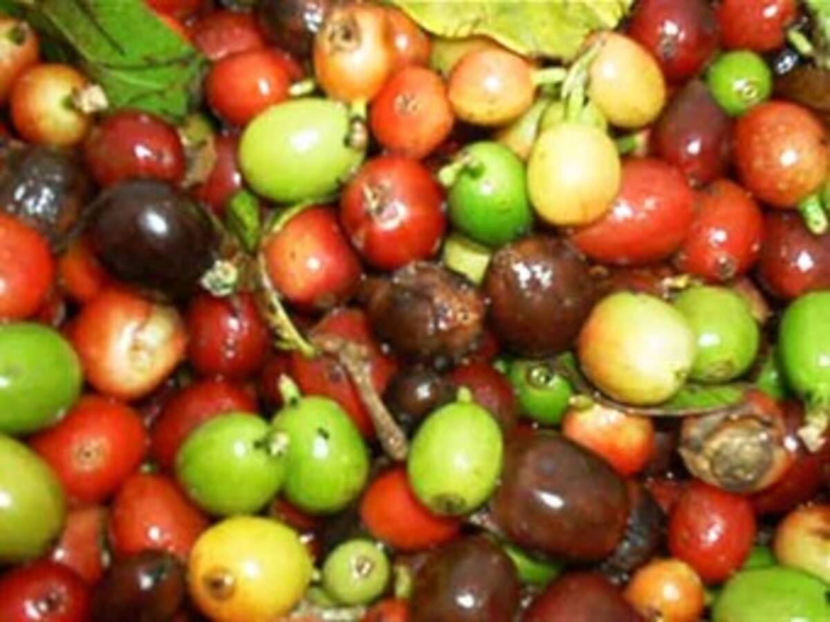 La broca y la roya disminuyeron en un 25% de la cosecha cafetera de Nariño