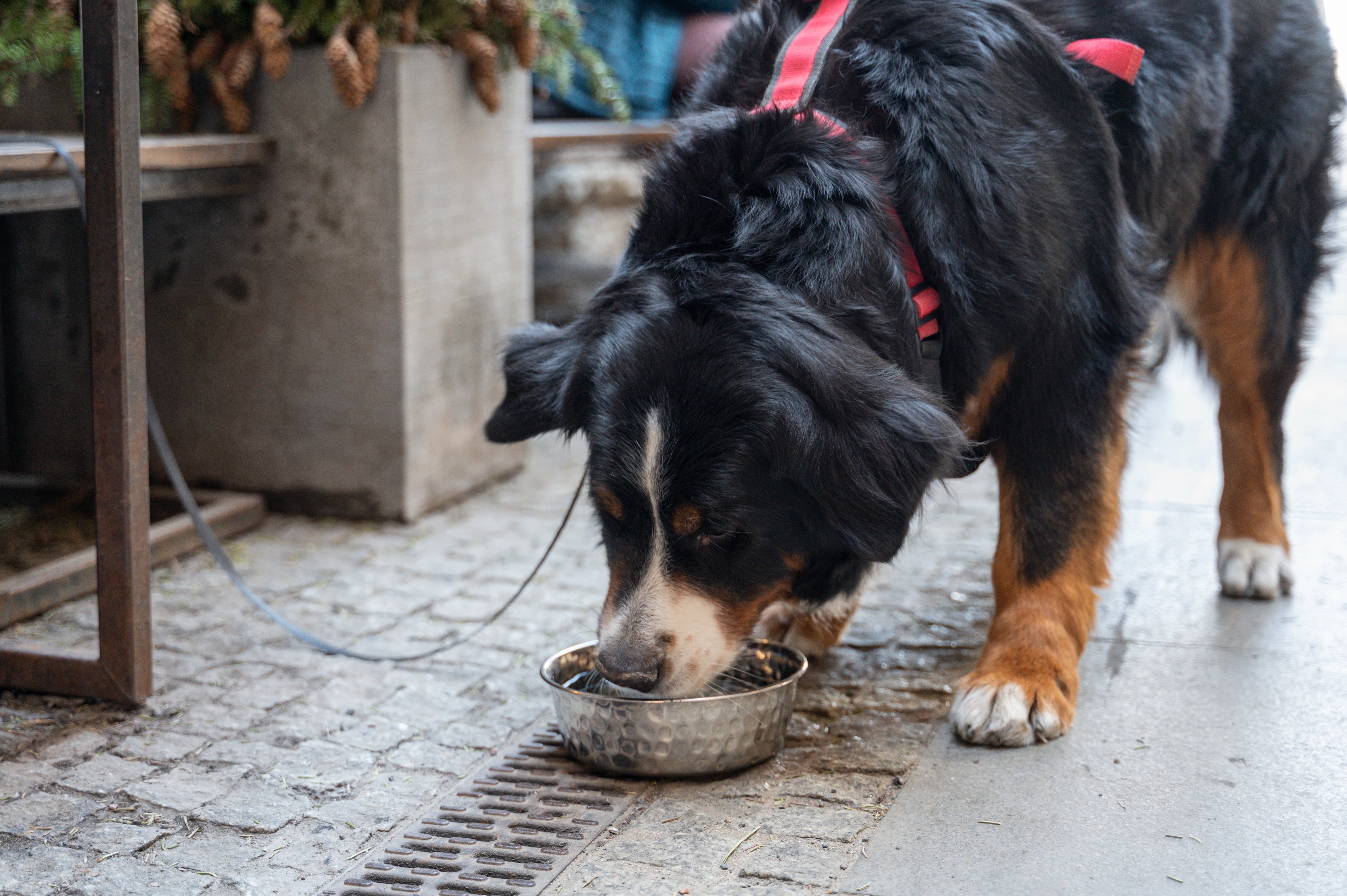 Perro tomando agua en la calle (GettyImages)