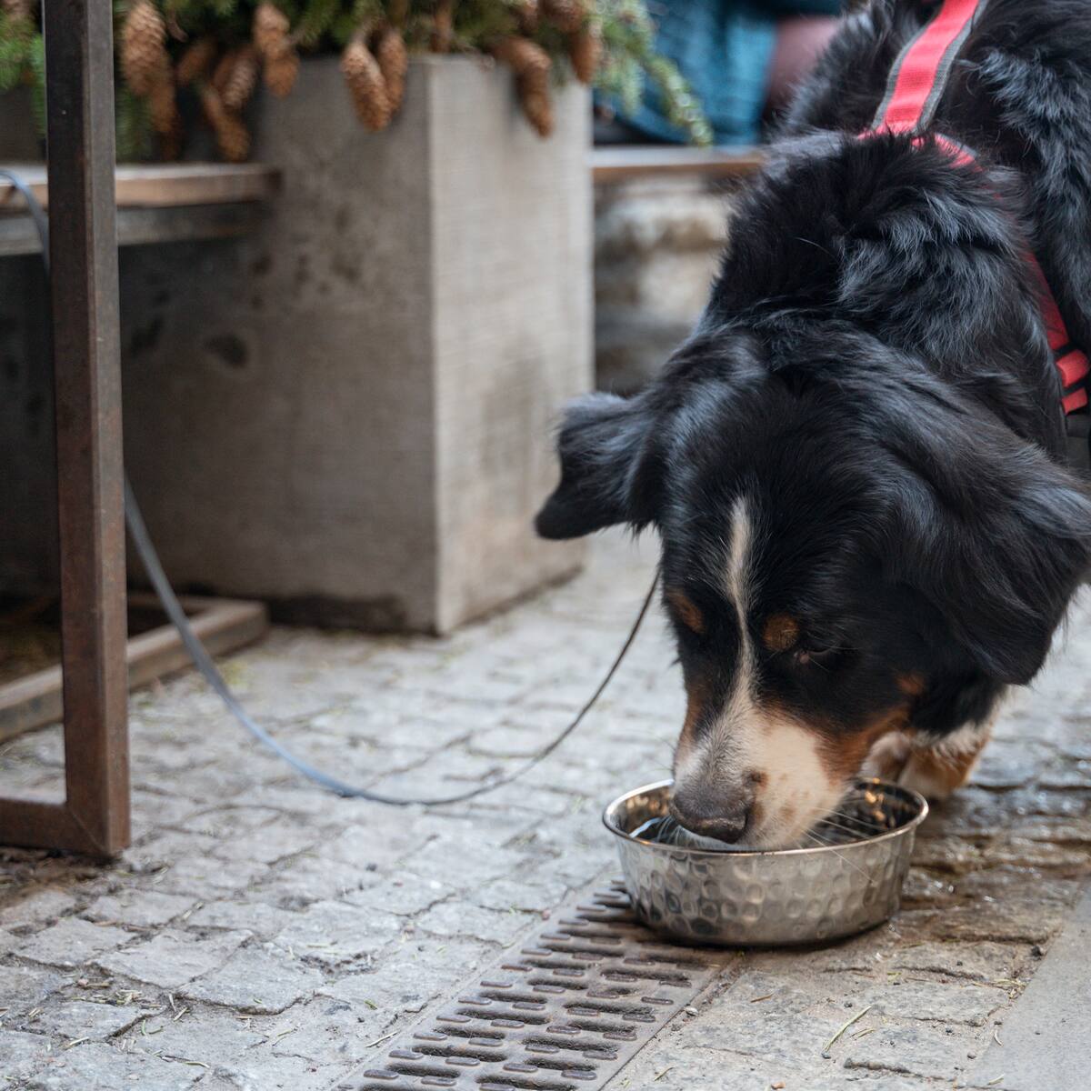 Veterinarios advierten sobre riesgos de que mascotas tomen agua de lugares públicos