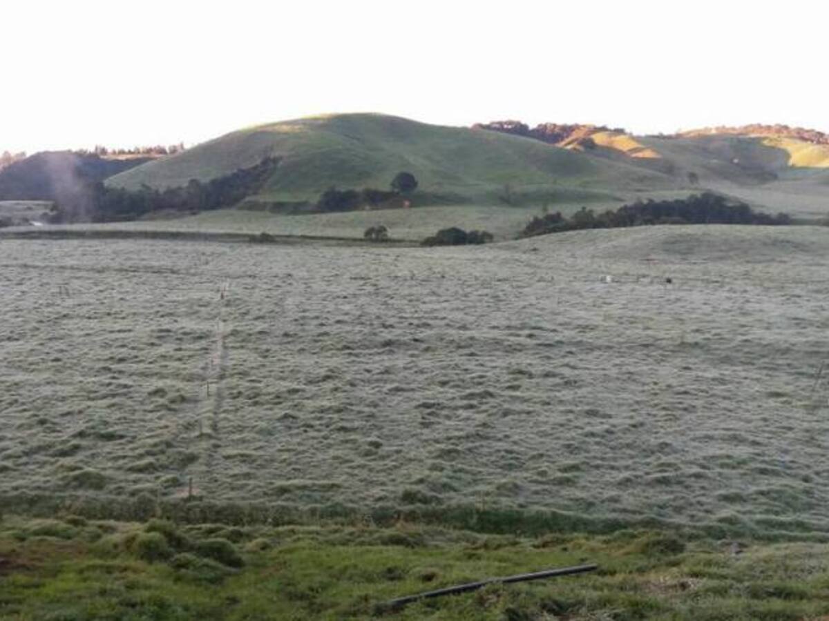 Fuertes heladas afectan hatos ganaderos del norte de Antioquia