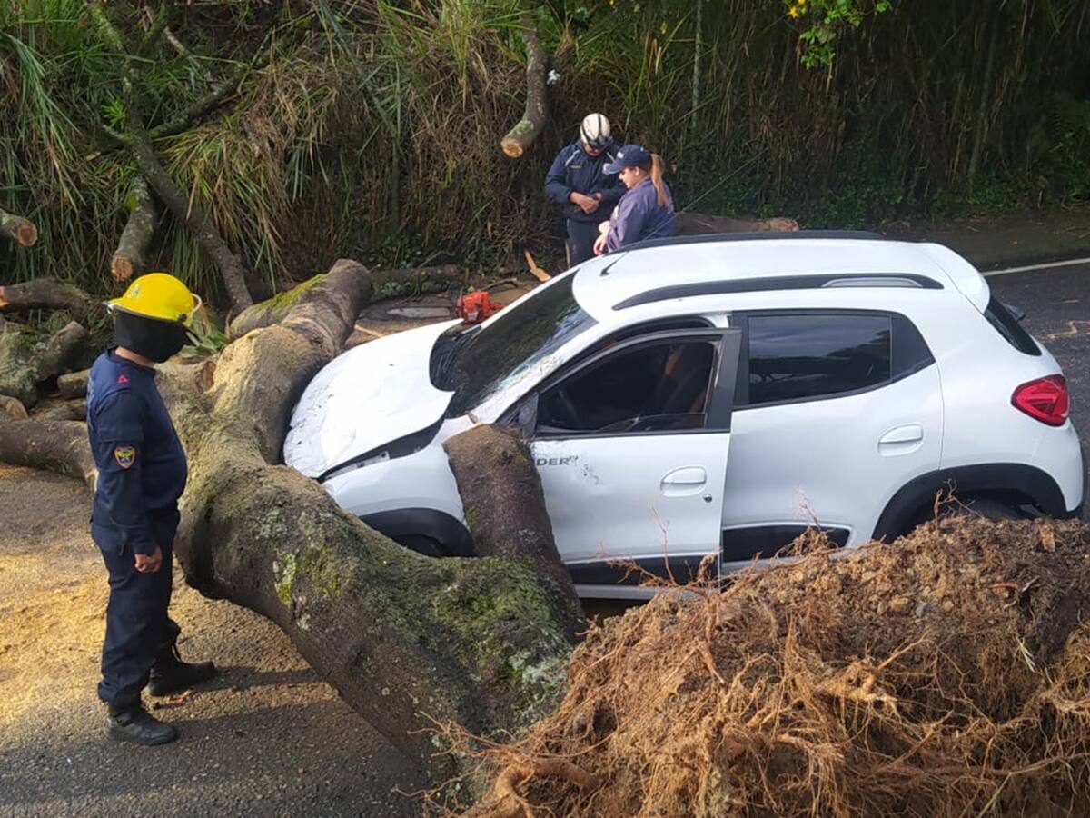 Un árbol cayó sobre un carro en Ibagué