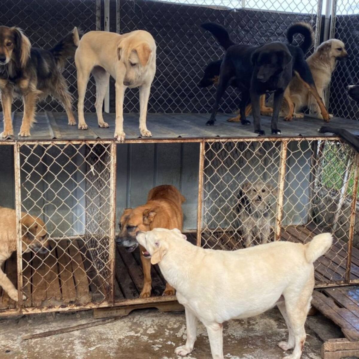 Alcalde responde a polémica por fundación que rescata animales