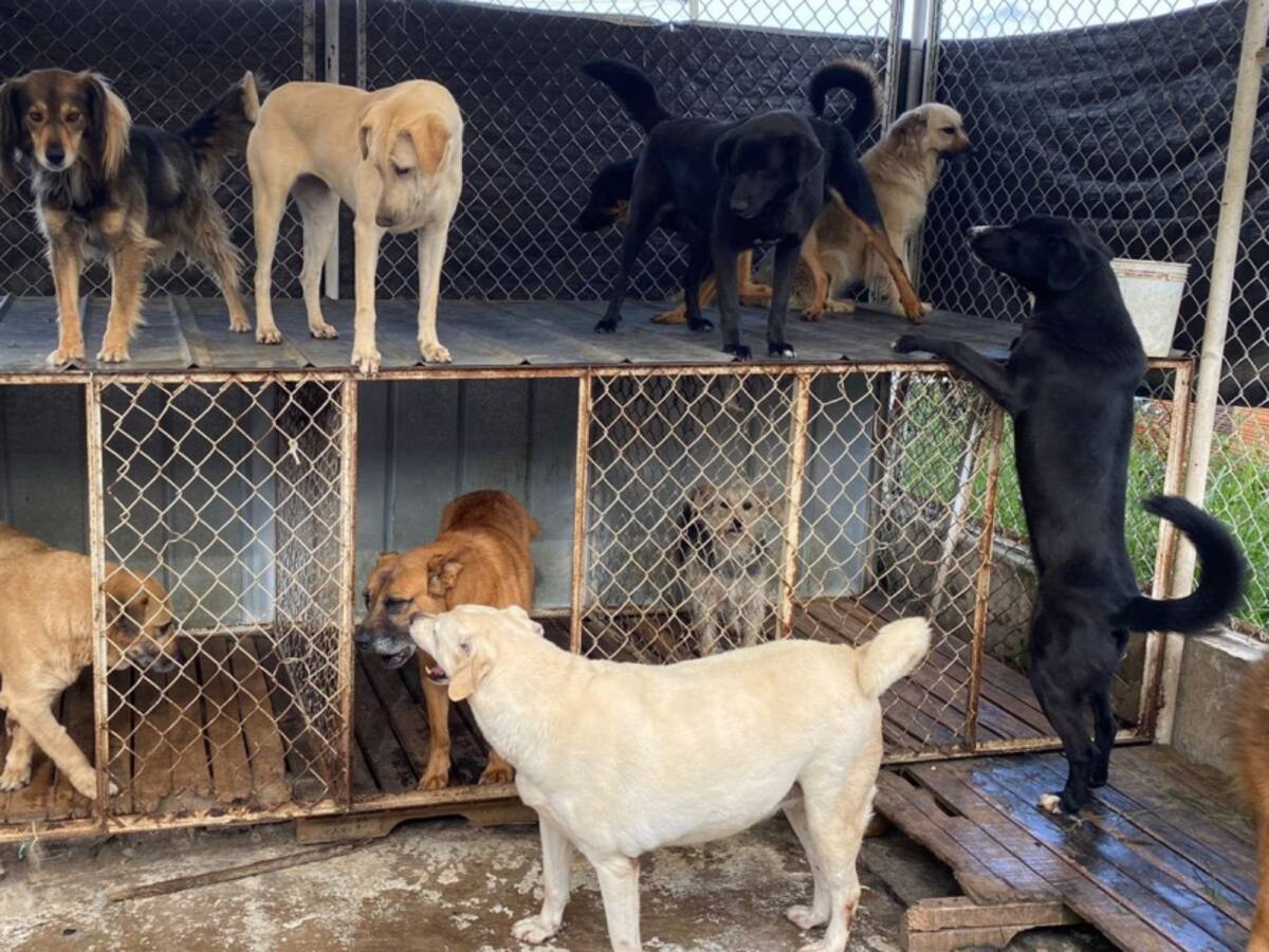 Alcalde responde a polémica por fundación que rescata animales