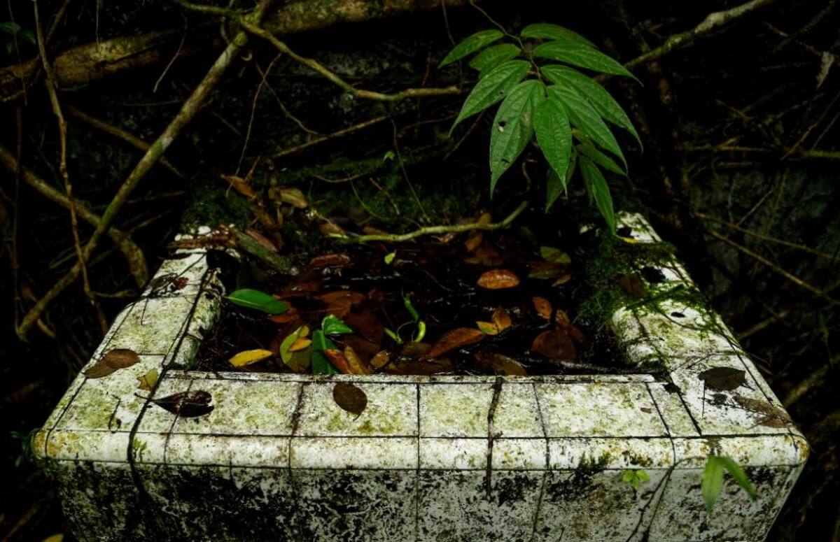 La naturaleza reclama su territorio y se instala en las ruinas de lo que alguna vez fue un temido lugar de reclusión en el Pacífico colombiano.