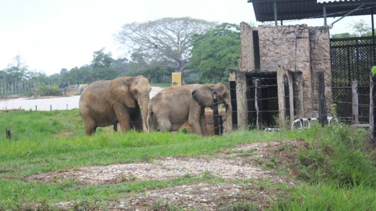 Rana y Junior son las futuras novias de Zimbawe y ya están inquietas por conocerlo