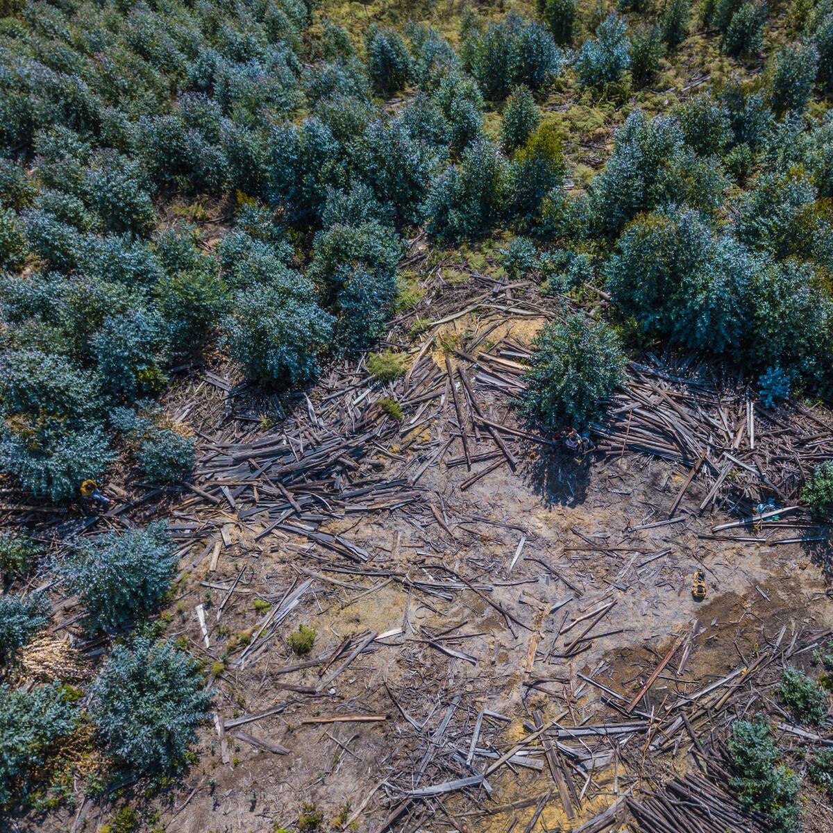 Deforestación en la Amazonia pone en riesgo disponibilidad de agua en el país: Procuradora