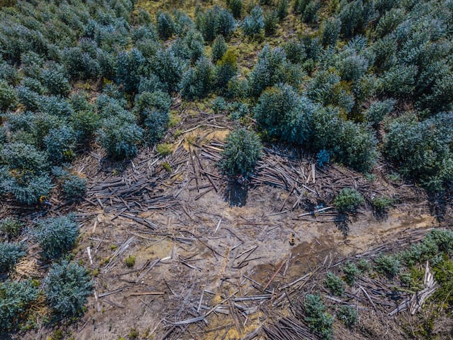 Imagen de referencia de deforestación. Foto: Getty Images.