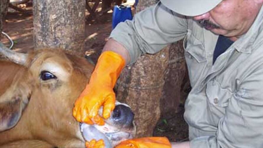 Gobierno espera recuperar estatus de país libre de fiebre aftosa en máximo un mes. Foto: Colprensa