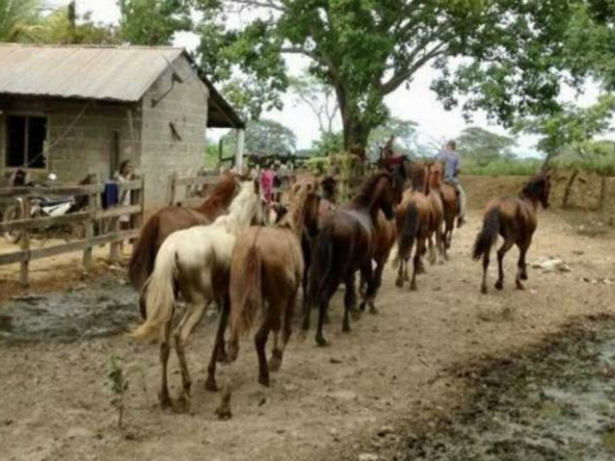 Jornada de vacunación contra encefalitis equina en Bolívar