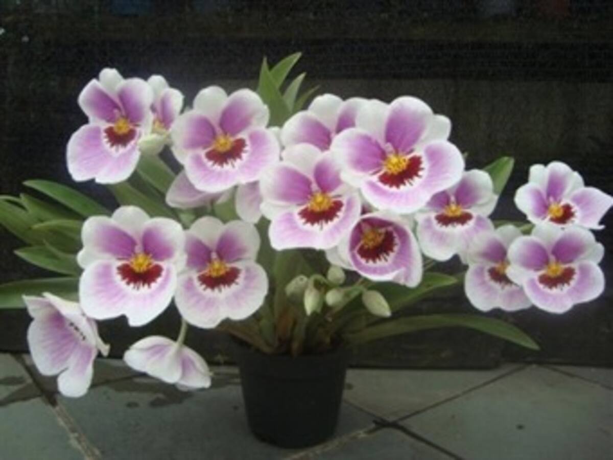 Con la exposición de dos mil plantas, se inició en Manizales la Exposición Nacional de Orquídeas