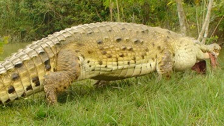 Peligro de Extinción Caimán Llanero