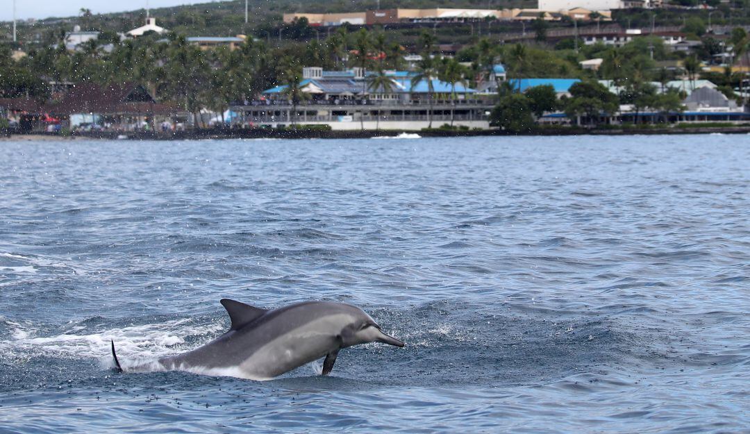 Delfines en Hawái.