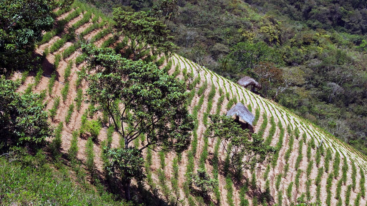 Gobernador pide erradicación de coca con drones en Bajo Cauca, Norte y Nordeste de Antioquia