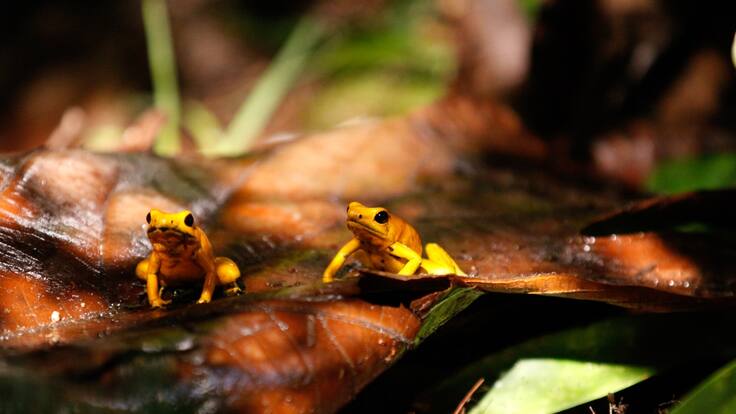 Colombia será la sede del día mundial del medio ambiente