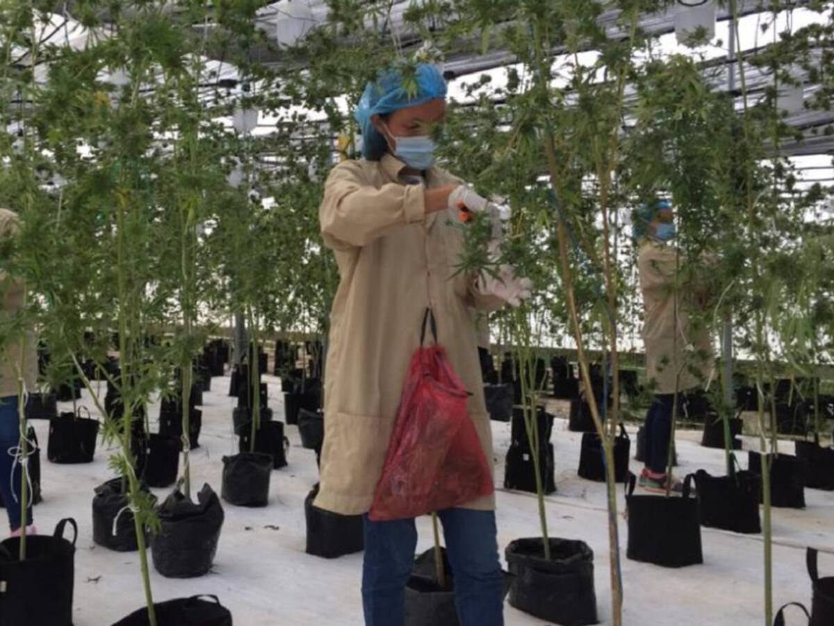 Empresa en el Atlántico lista para exportar cannabis a norteamérica