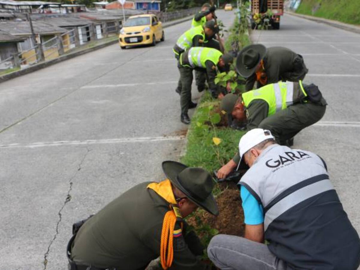 Siembran 200 árboles en Manizales