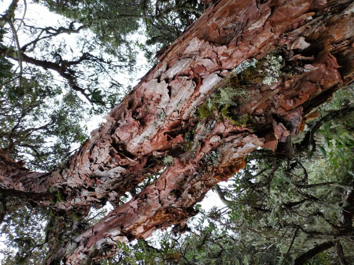 Estos árboles prestan diversos servicios ecosistémicos, como captura de carbono, liberación de oxígeno y brindar refugio a varios animales