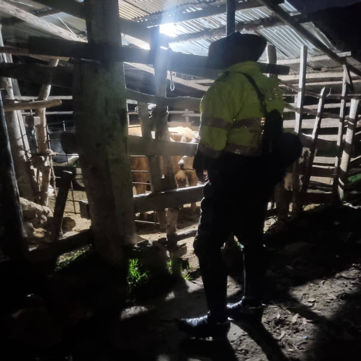 Matadero ilegal en el sur de Bogotá recaudaba más de 600 millones semanales