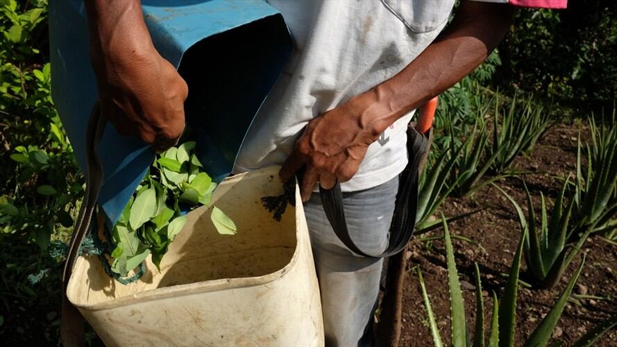 Imagen de referencia de cultivadores de coca. Foto: Getty Images.