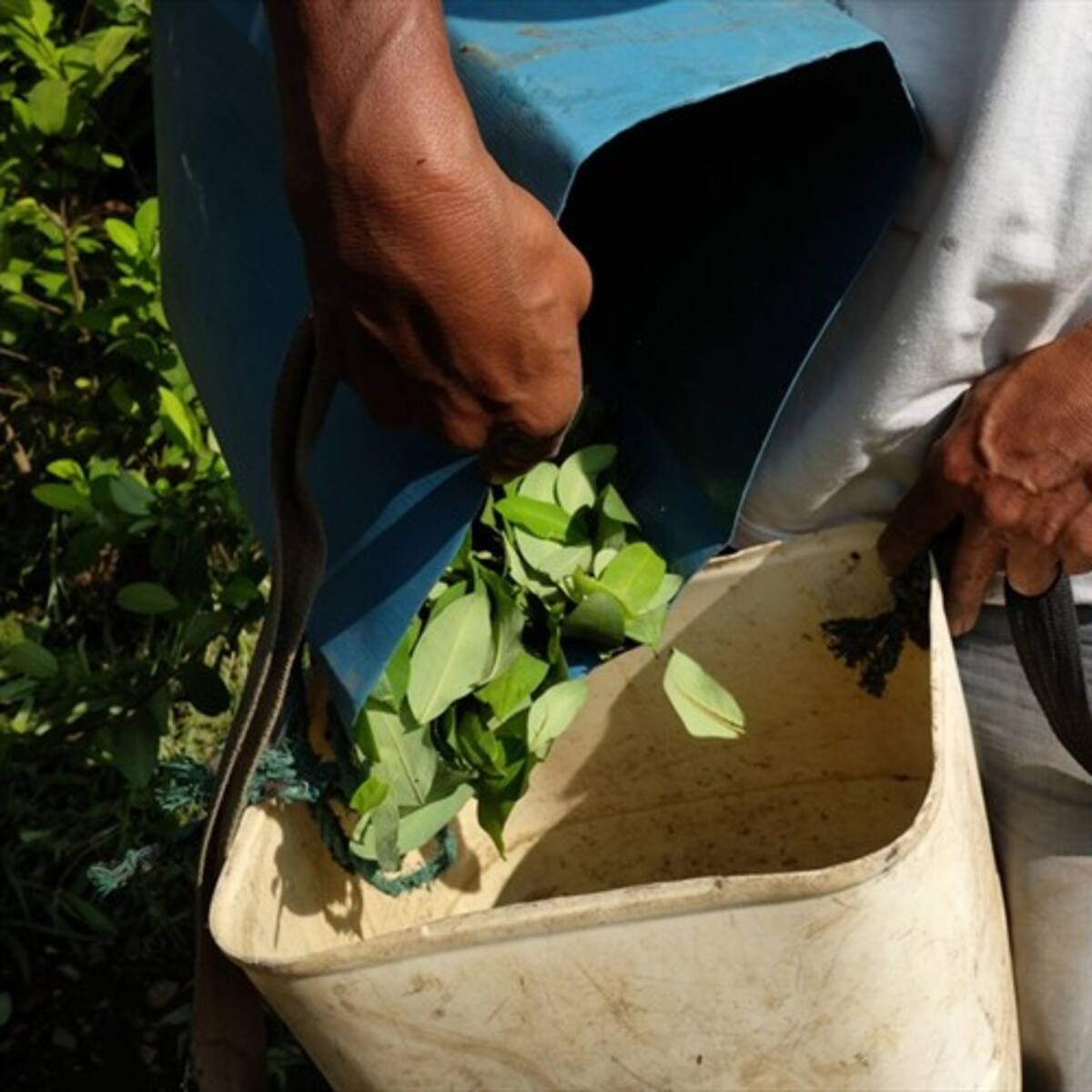 Amnistía para cultivadores de coca: el proyecto que tramita el Partido Comunes