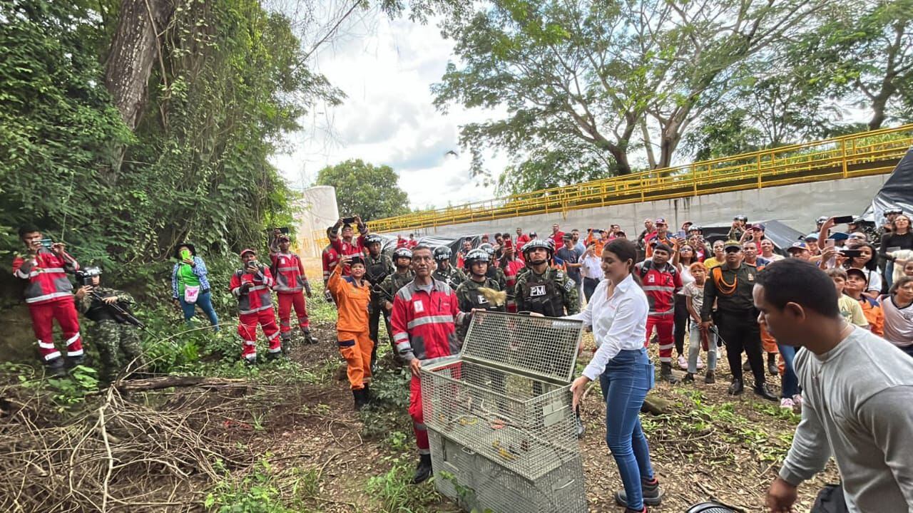 Liberación de aves en Sierra Chiquita, Montería.