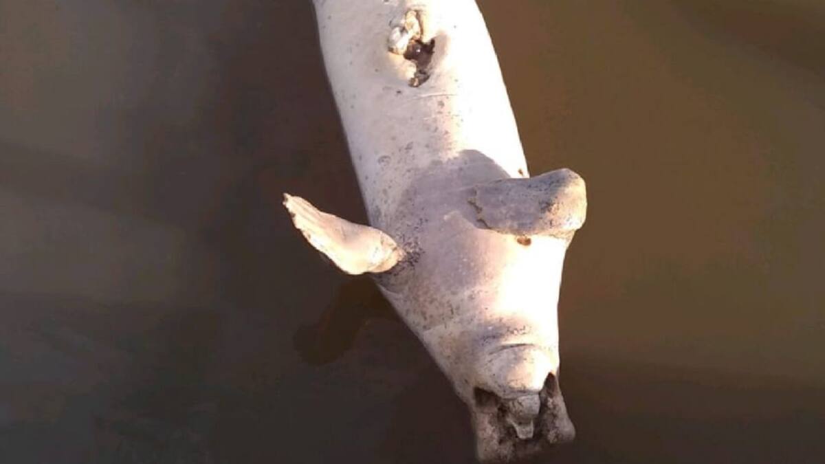 En inminente peligro manatíes de Santander