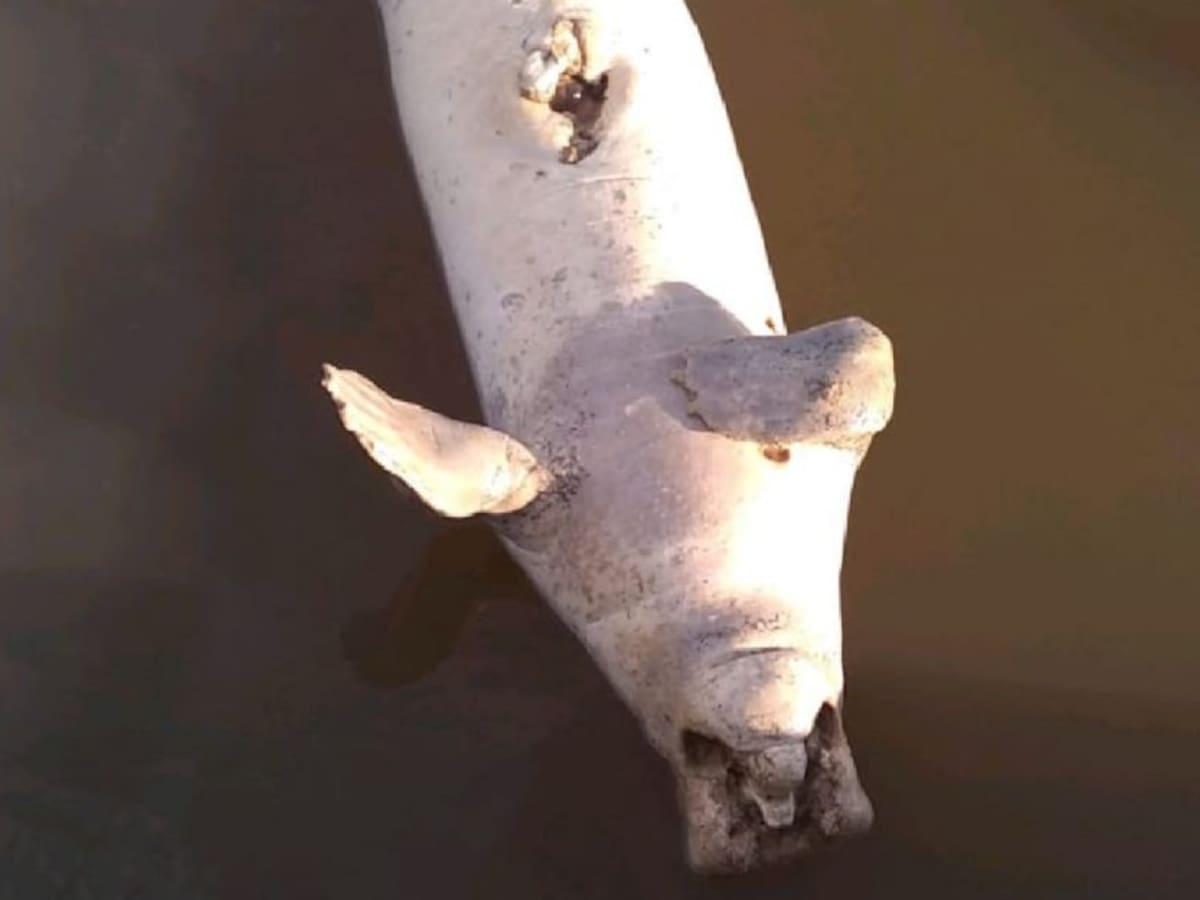 En inminente peligro manatíes de Santander