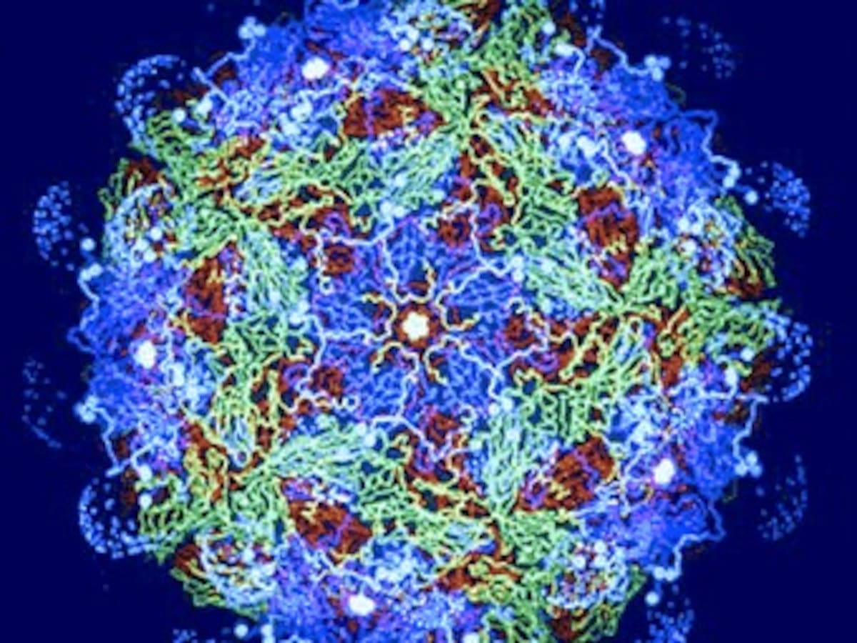 Una investigación explica cómo algunos virus provocan cáncer