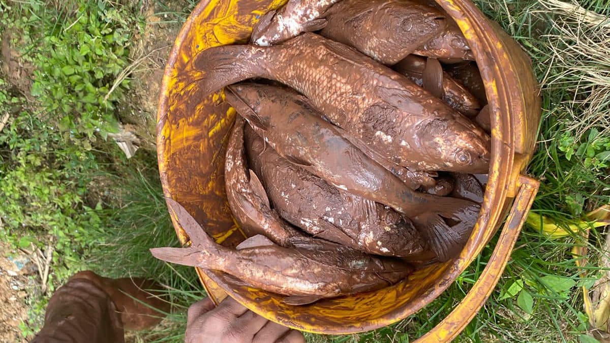 Alerta por mortandad de peces en el río Tarra
