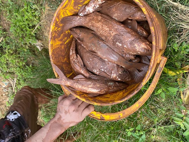 Alerta por mortandad de peces en el río Tarra