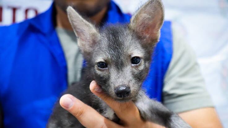 Rescatan a tres zorros cangrejeros víctimas de la deforestación