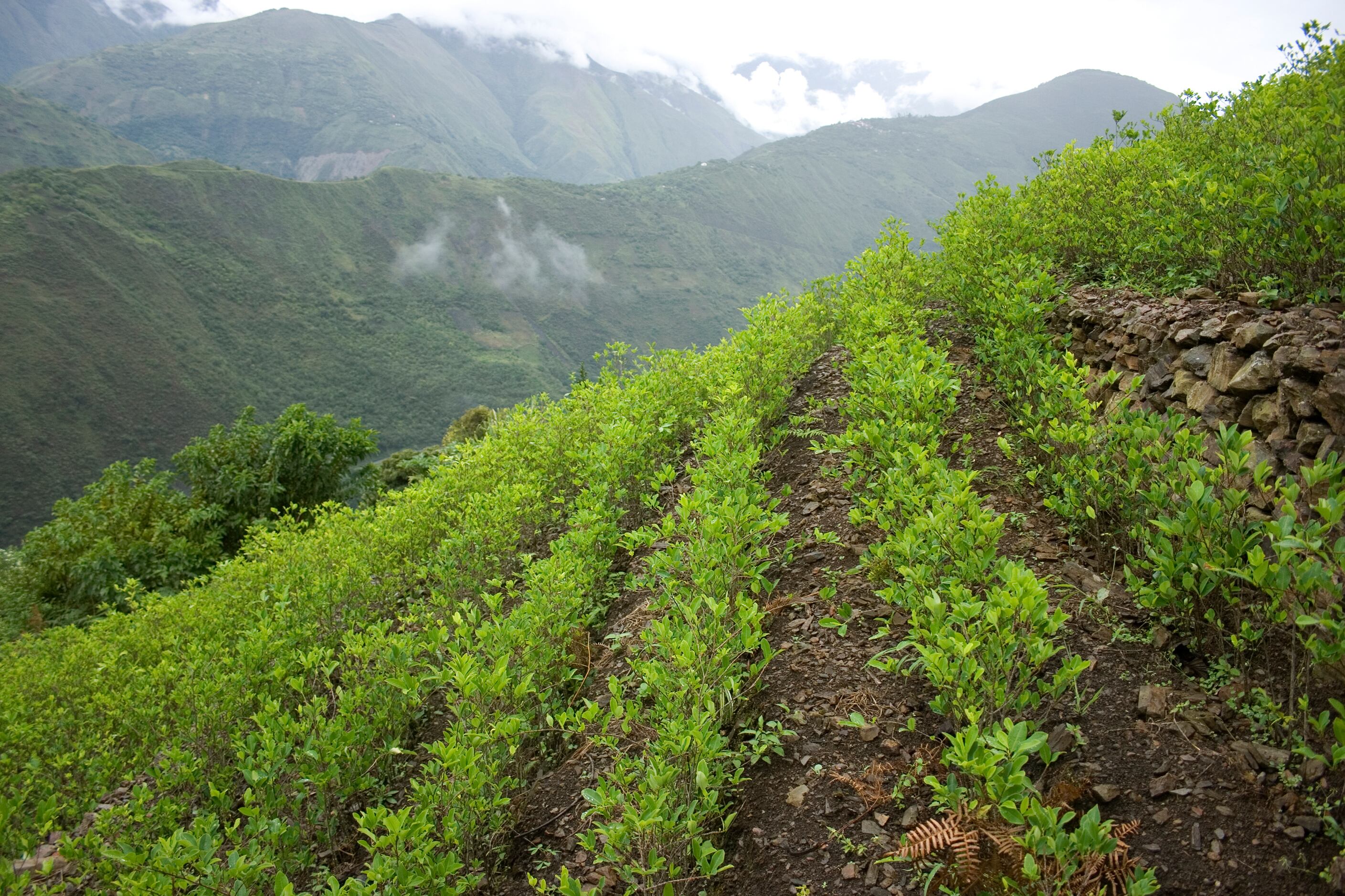 Cultivos de coca imagen de referencia. Foto: Getty Images