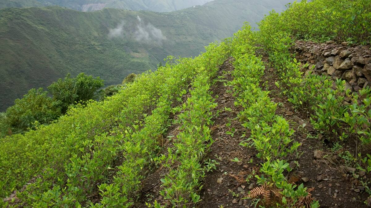 Senador Luna dice que Gobierno busca legalizar la producción de cocaína vía decreto
