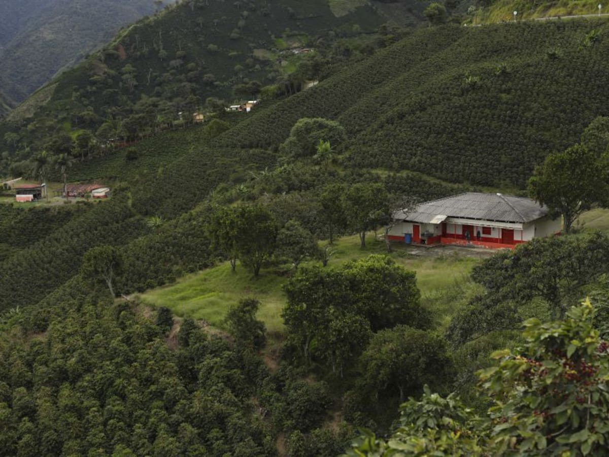 La solicitud de visa para el Reino Unido afectaría el comercio del café para Caldas
