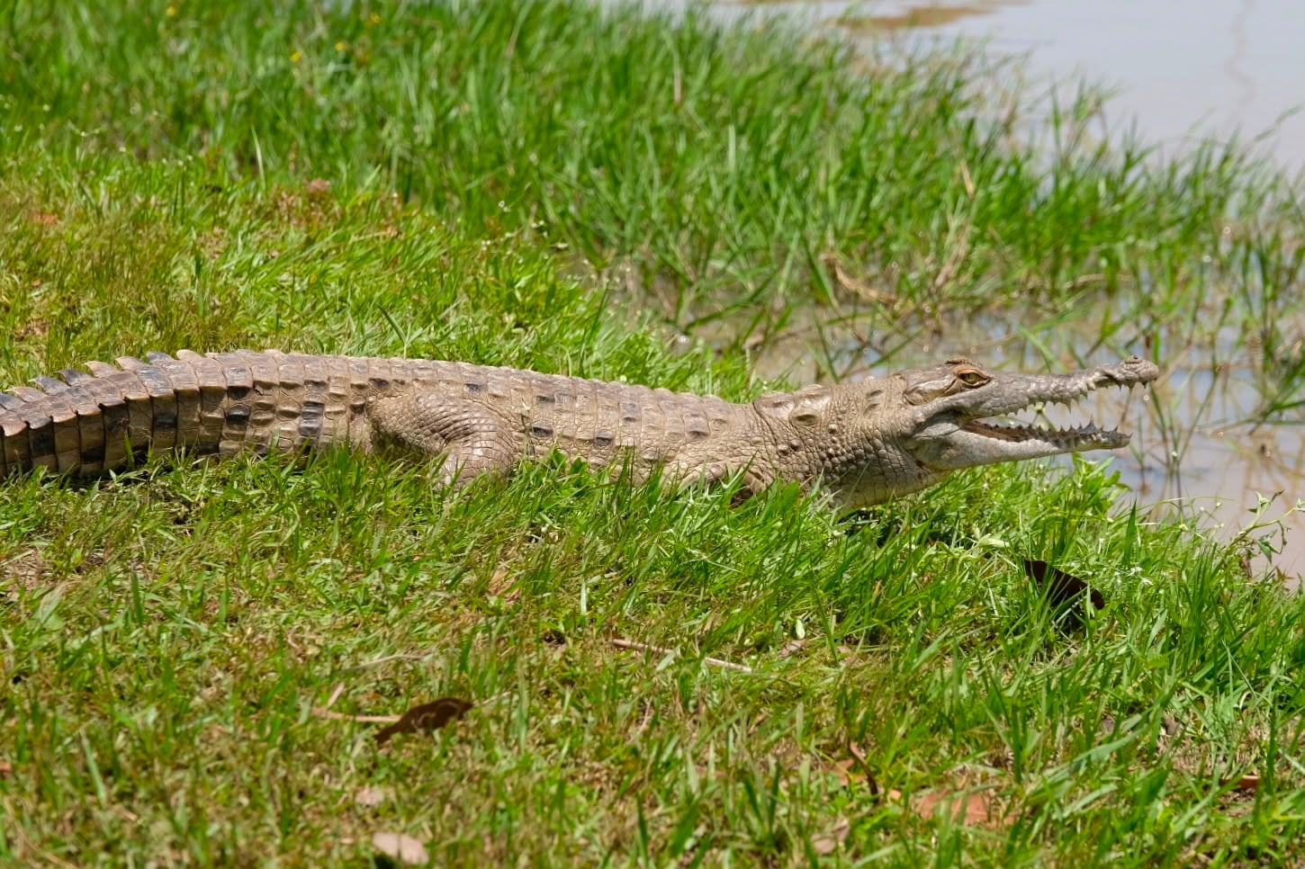Cocodrilo del Orinoco. Foto: Ministerio de Ambiente