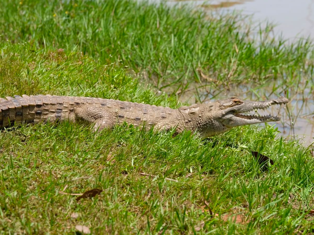 Gobierno libera 17 cocodrilos y se compromete a salvar a esta especie en riesgo de extinción