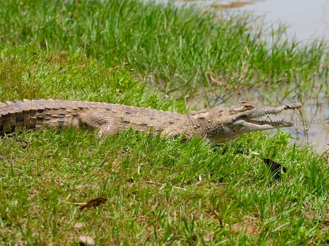 Cocodrilo del Orinoco. Foto: Ministerio de Ambiente