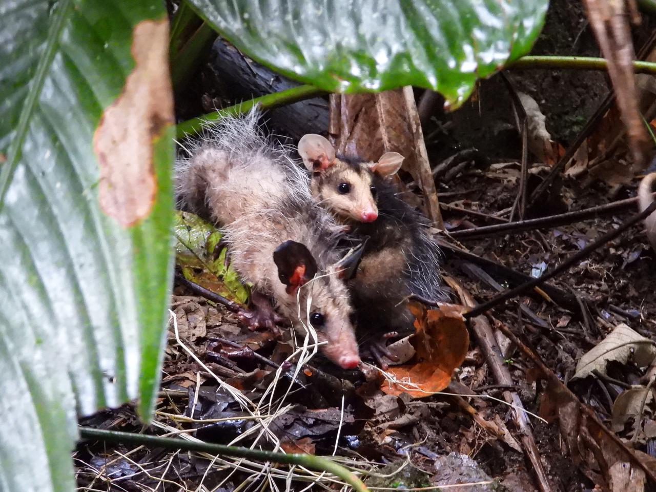 Zarigüeyas liberadas en La Estrella. Foto: cortesía Área Metropolitana.