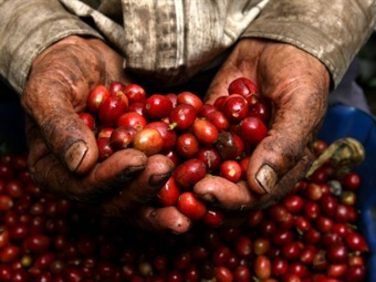 Dignidad Cafetera estudia acciones por caída del precio del café