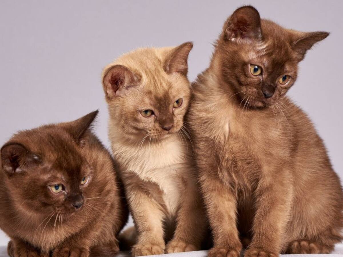Especial de gatos a cargo de la niñera de los gatos