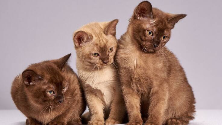 Especial de gatos a cargo de la niñera de los gatos