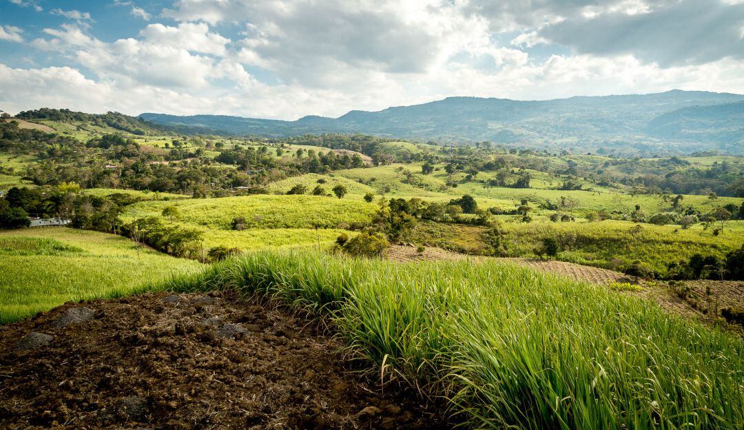 Cultivos de caña panelera. Imagen de referencia
