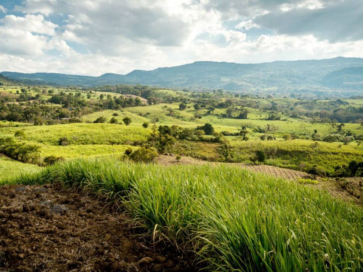 Campesinos del Putumayo dejaron atrás la coca y hoy viven de la panela