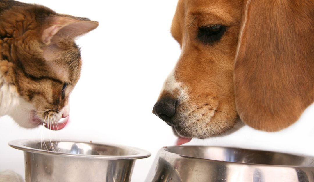 Perros y gatos se encuentran a la espera de una familia para ser adpotados 