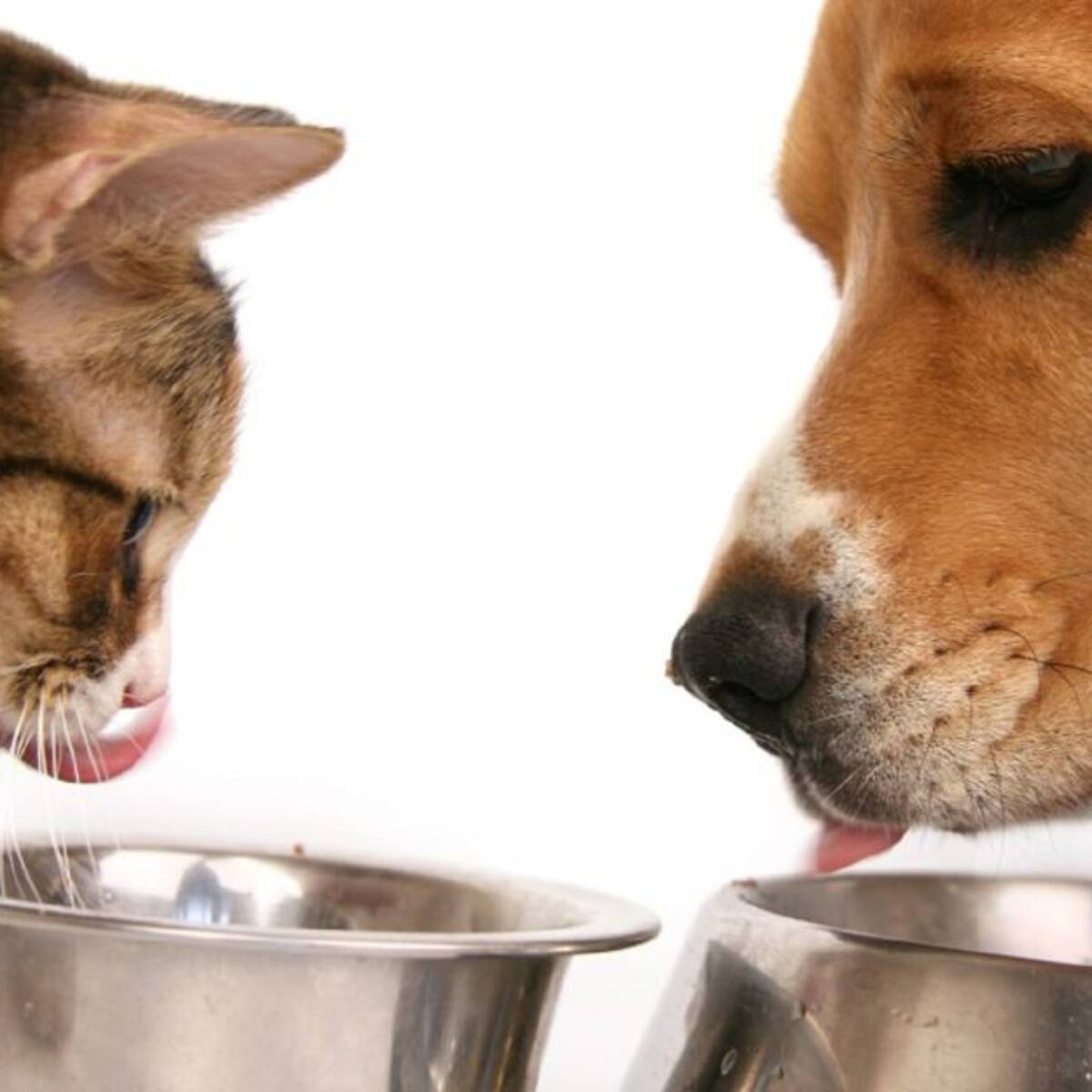 Unidad de Protección Animal lleva a los barrios la adopción de mascotas