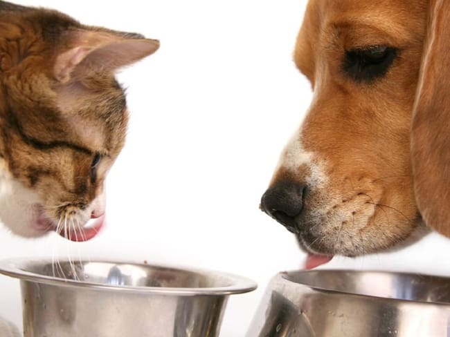 Perros y gatos se encuentran a la espera de una familia para ser adpotados