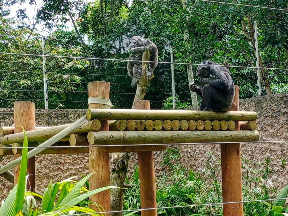 Por presunto maltrato animal dictan medida de aseguramiento al cuidador de Pancho y Chita